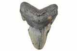 Bargain, Fossil Megalodon Tooth - North Carolina #208006-1